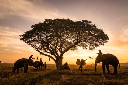 elephants-at-sunrise-in-thailand-2025-03-17-06-59-31-utcResized.jpg