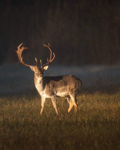 majestic-deer-in-sunlit-meadow-2025-02-10-07-19-05-utcResized.jpg