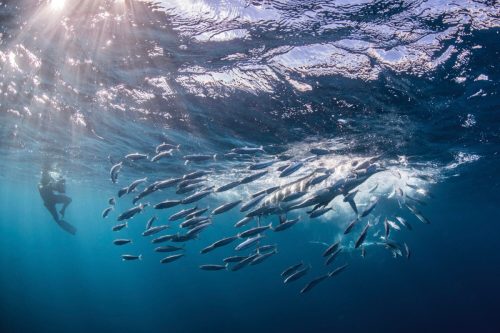striped-marlin-hunting-mackerel-and-sardines-phot-2025-04-05-11-17-39-utcResized.jpg